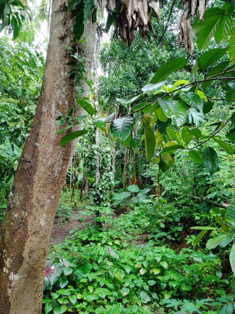 homekey_properties_pleasant_villa_nenmara_13