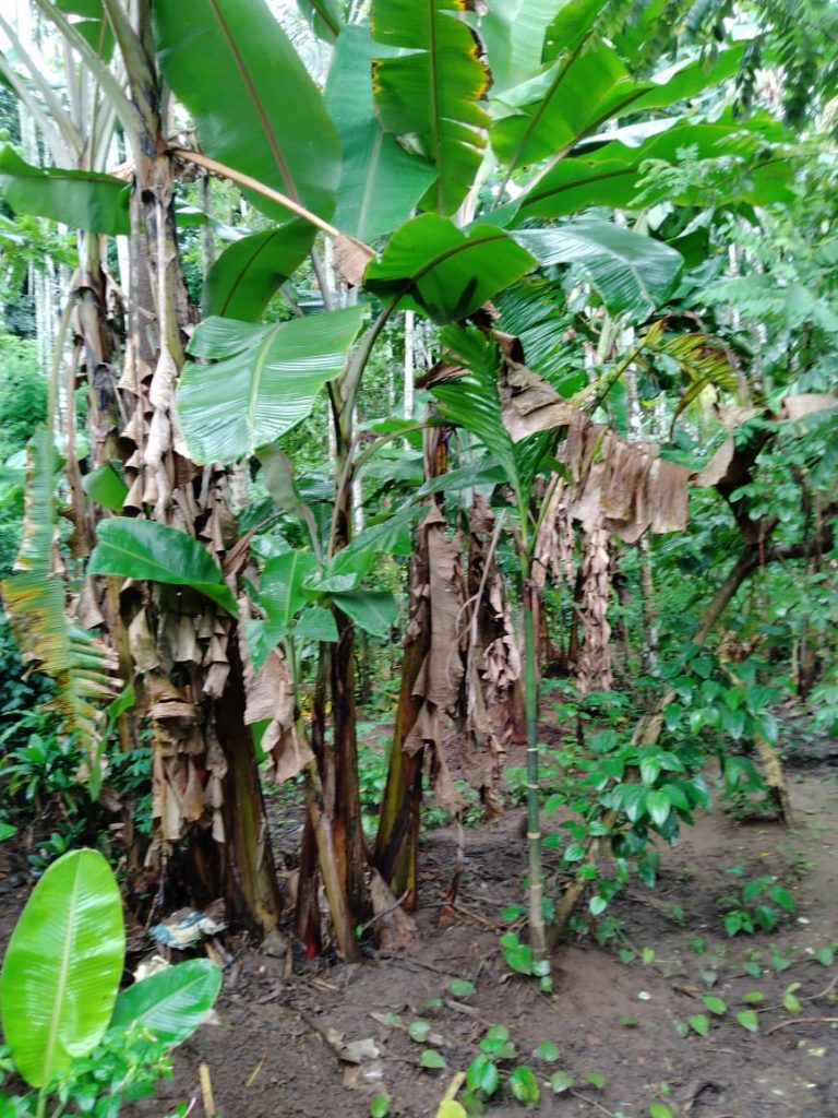 homekey_properties_pleasant_villa_nenmara_9